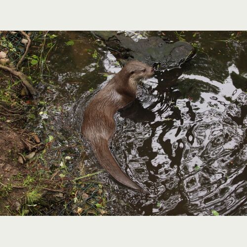 Ein Fischotterrevier kann 20km Flusslänge umfassen. Bisher ist das Zusammenleben von Biber und Fischotter kaum erforscht